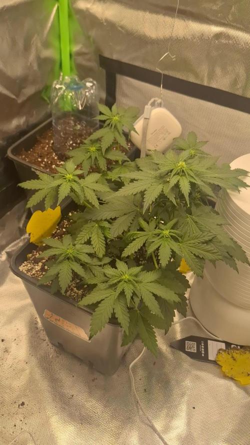 Banana Purple Punch Auto #Test1