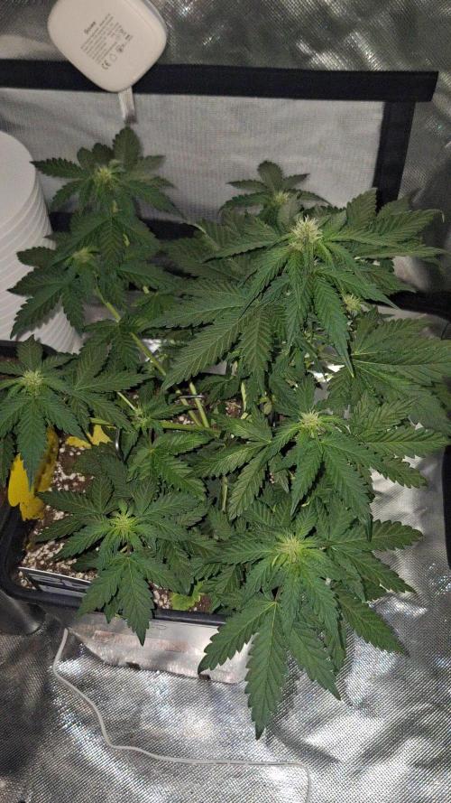 Banana Purple Punch Auto #Test1