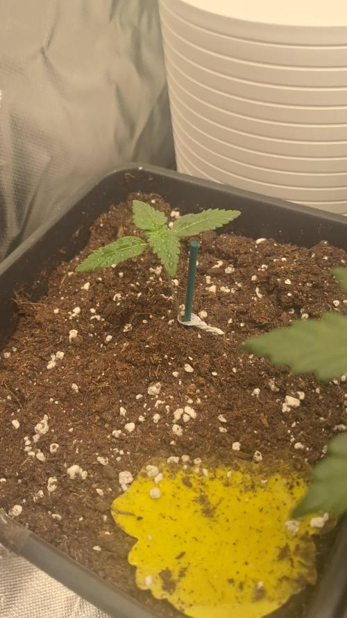 Lemon Cherry Cookies 🍒 #2