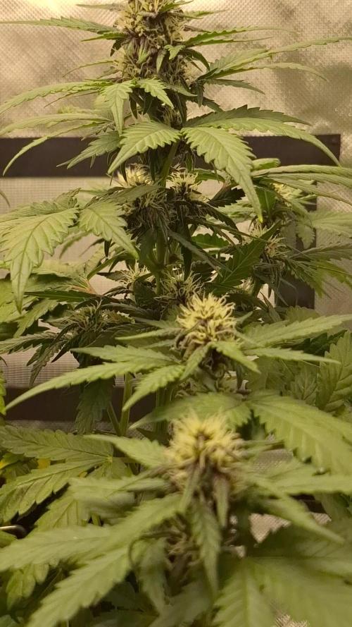 Banana Purple Punch Auto #Test1