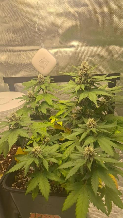 Banana Purple Punch Auto #Test1