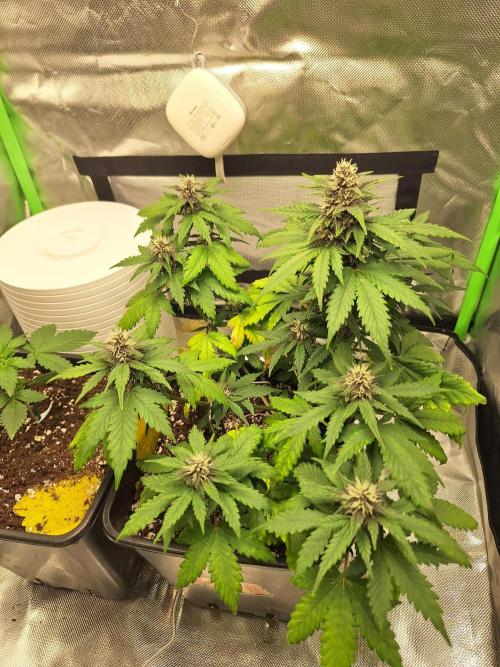 BunnyBud