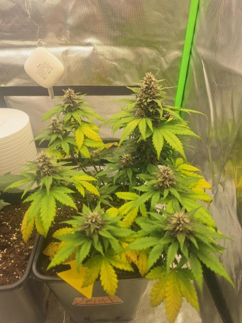 BunnyBud