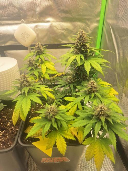BunnyBud