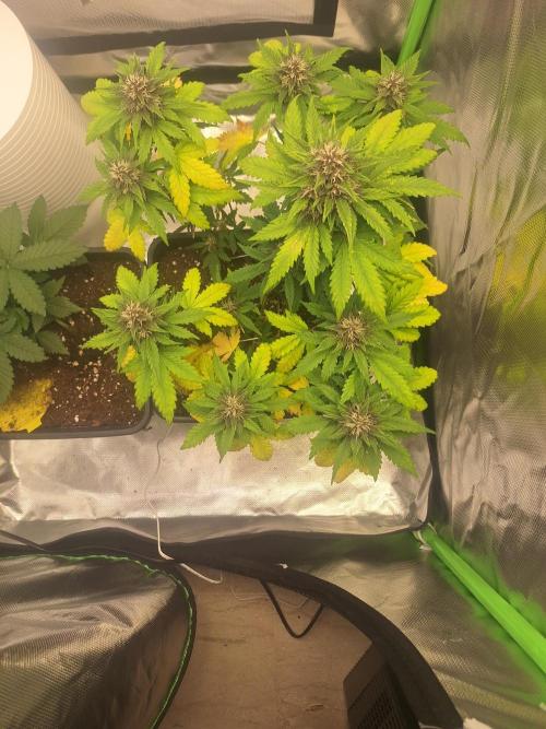 BunnyBud