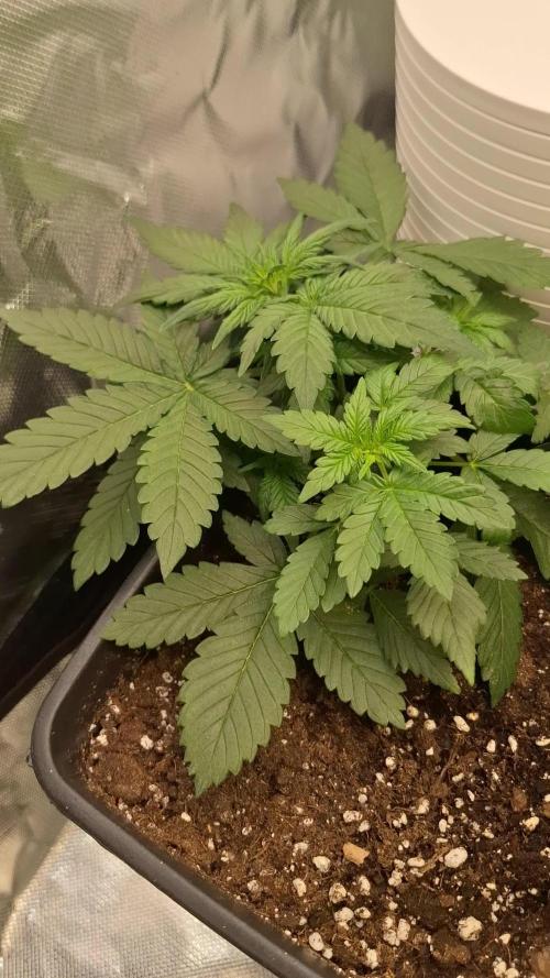 Lemon Cherry Cookies 🍒 #2