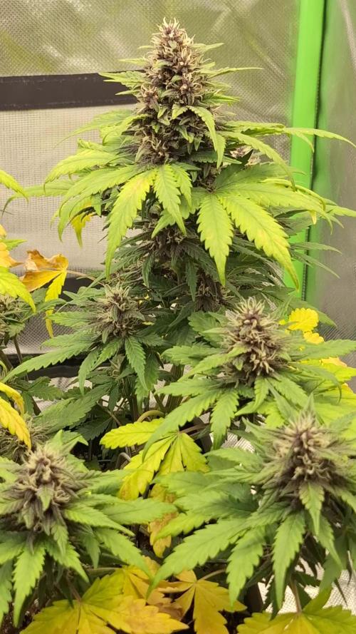 Banana Purple Punch Auto #Test1