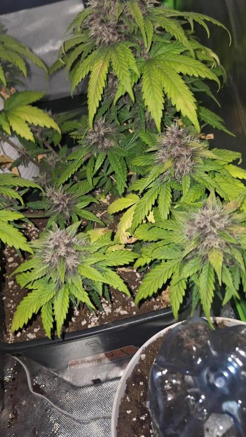Banana Purple Punch Auto #Test1