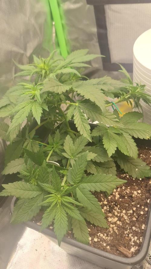 Lemon Cherry Cookies 🍒 #2