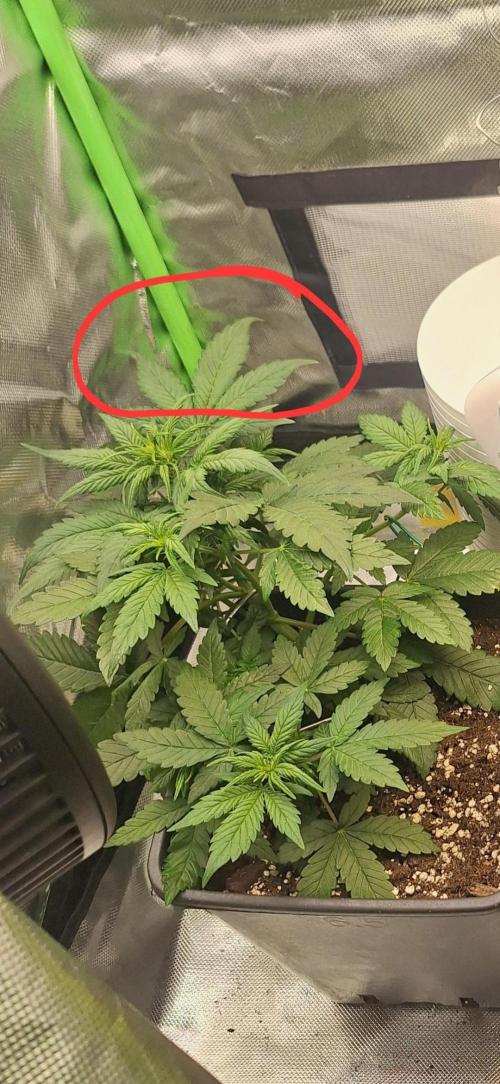 BunnyBud