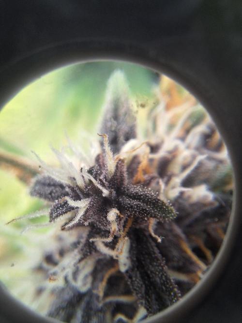 BunnyBud