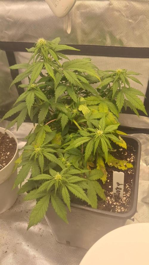 Lemon Cherry Cookies 🍒 #2