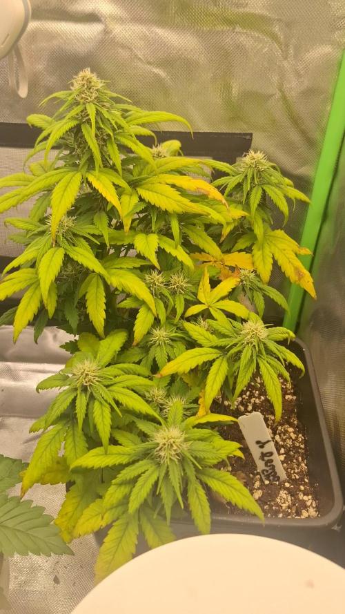 Lemon Cherry Cookies 🍒 #2