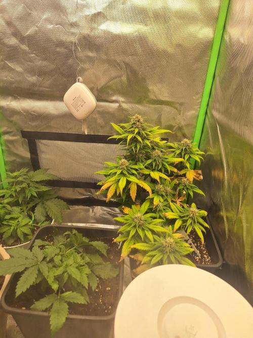 BunnyBud