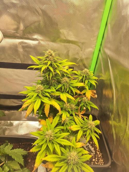 BunnyBud