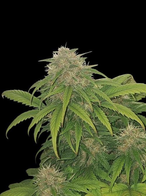 Lemon Cherry Cookies 🍒 #2. Week 8