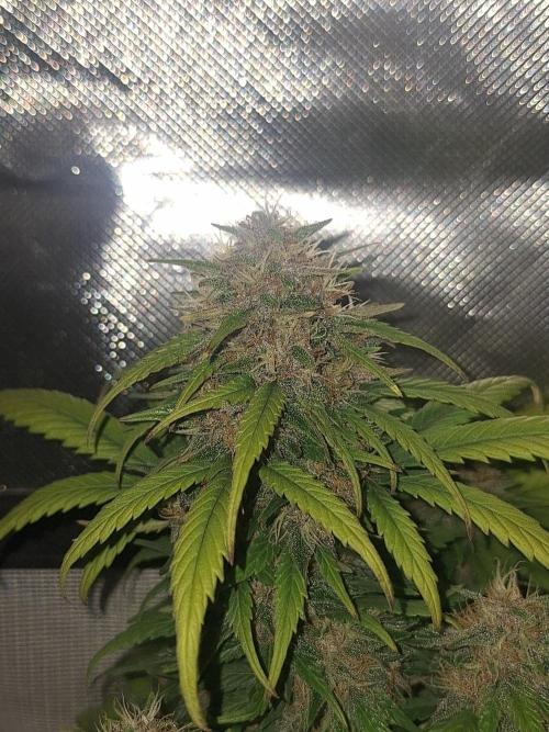 Lemon Cherry Cookies 🍒 #2. Week 9