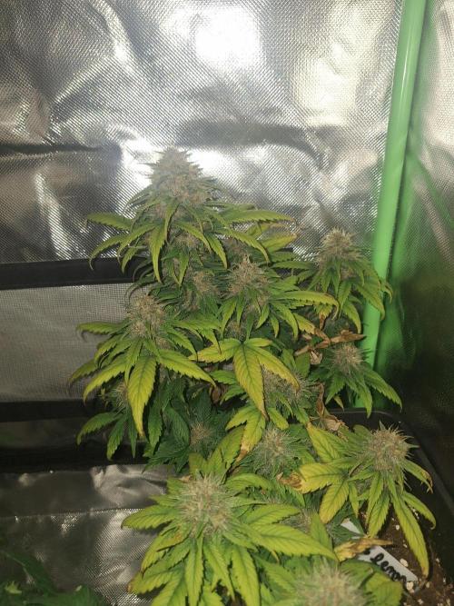 Lemon Cherry Cookies 🍒 #2. Week 9