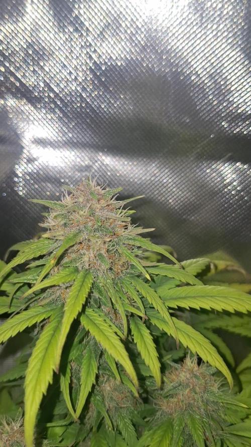 Lemon Cherry Cookies 🍒 #2