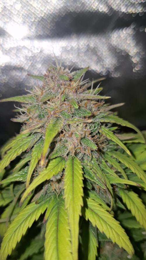 Lemon Cherry Cookies 🍒 #2