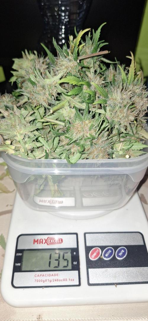 Lemon Cherry Cookies 🍒 #2. Week 10