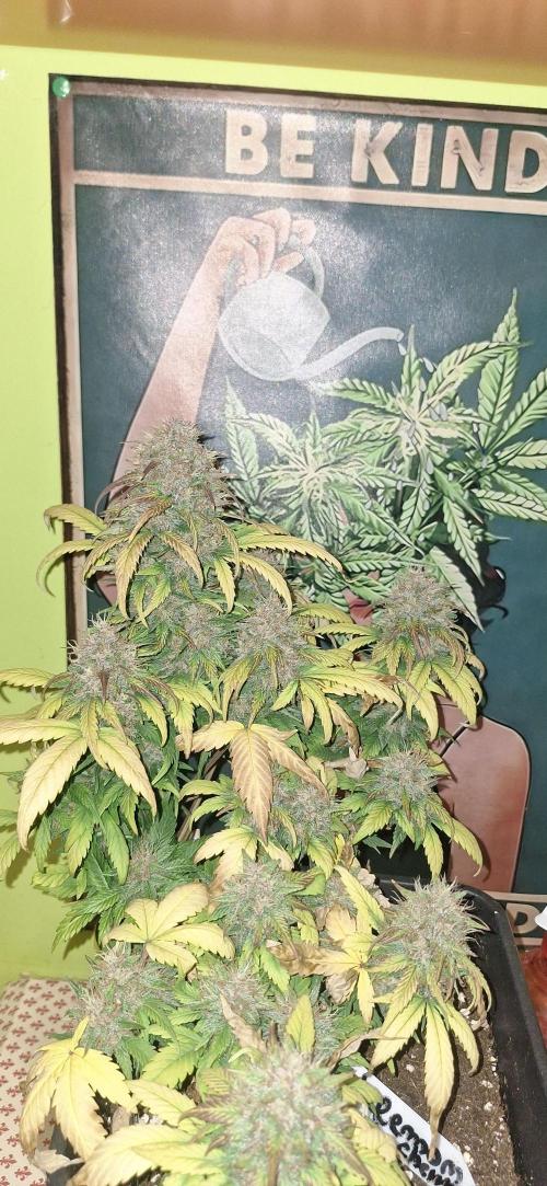 Lemon Cherry Cookies 🍒 #2. Week 10