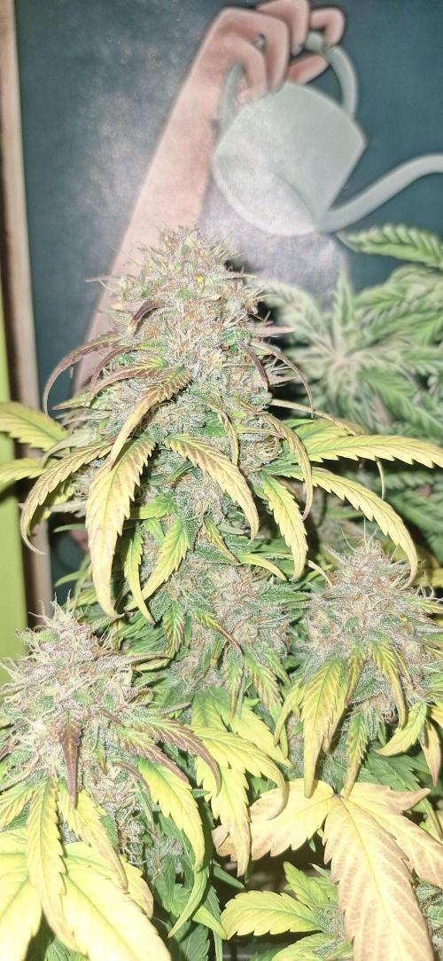 Lemon Cherry Cookies 🍒 #2. Week 10