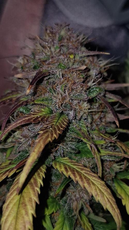 Lemon Cherry Cookies 🍒 #2. Week 10