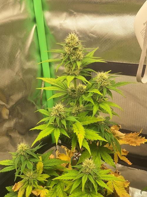 BPP #test 2️⃣. Week 6