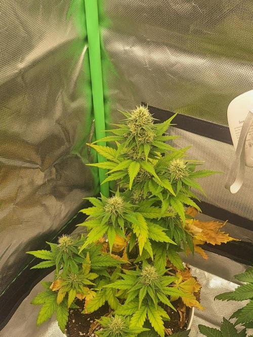 BPP #test 2️⃣. Week 6