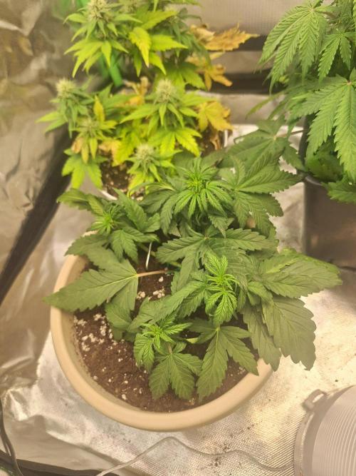 Tropicana Cookies 🍪. Week 3