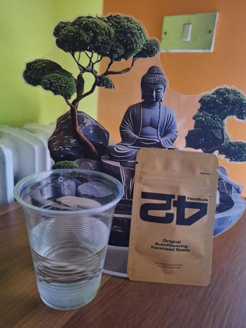 NL Original FastBud. Week 0