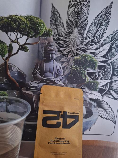 NL Original FastBud. Week 0