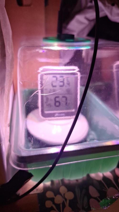 Bubblegum AUTO 🎀. Week 0