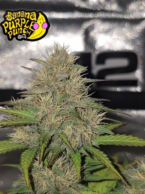 BPP #test 2️⃣. Week 7