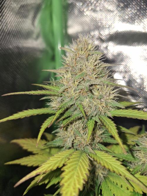 BPP #test 2️⃣. Week 7