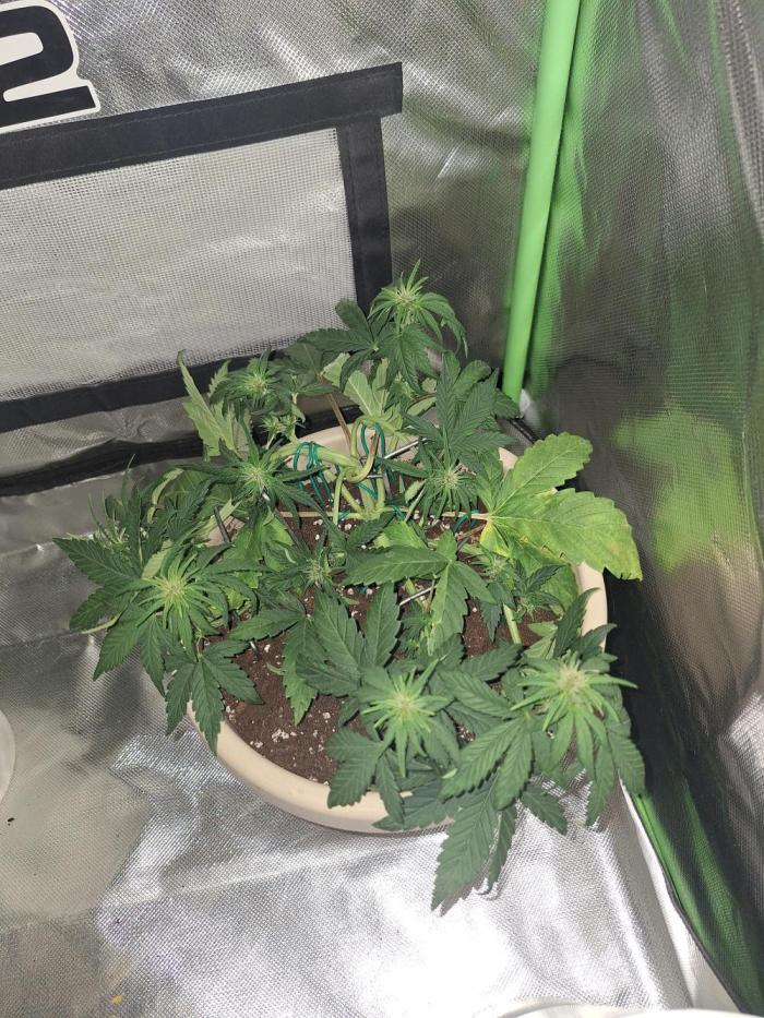 Tropicana Cookies 🍪. Week 5