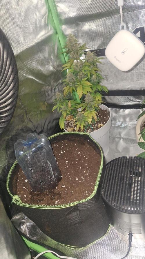 Bubblegum AUTO 🎀. Week 0