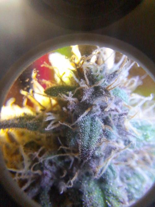 BPP #test 2️⃣. Week 8