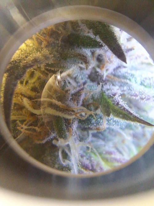 BPP #test 2️⃣. Week 8