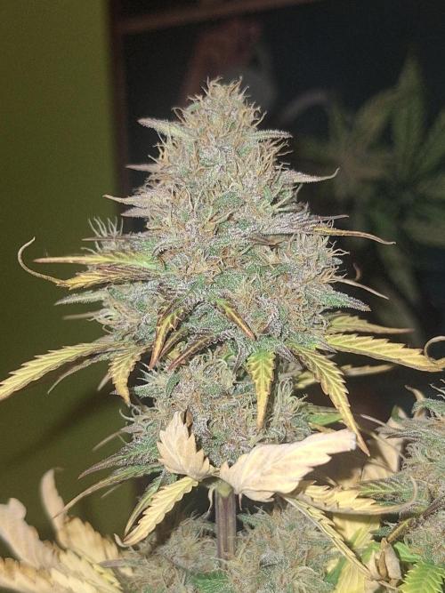 BPP #test 2️⃣. Week 8