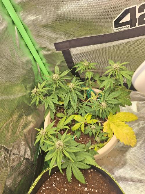 Tropicana Cookies 🍪. Week 6