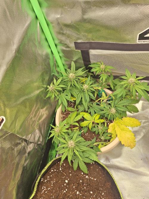 Tropicana Cookies 🍪. Week 6