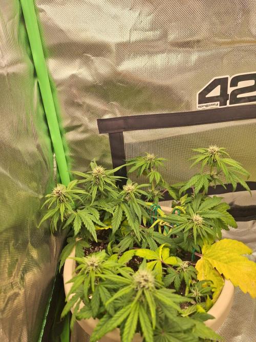 Tropicana Cookies 🍪. Week 6