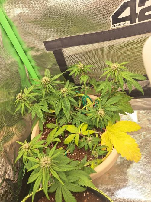 Tropicana Cookies 🍪. Week 6