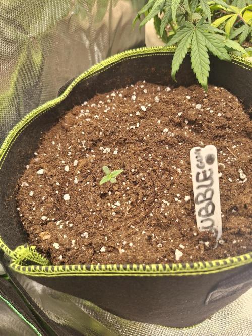 Bubblegum AUTO 🎀. Week 1