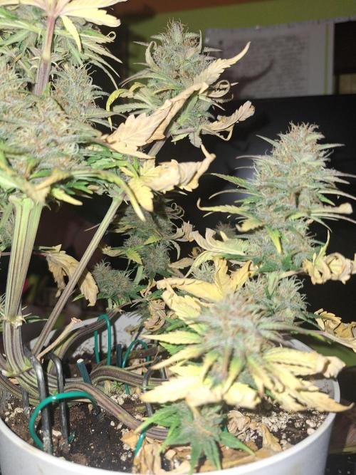 BPP #test 2️⃣. Week 8 - 23 NOV