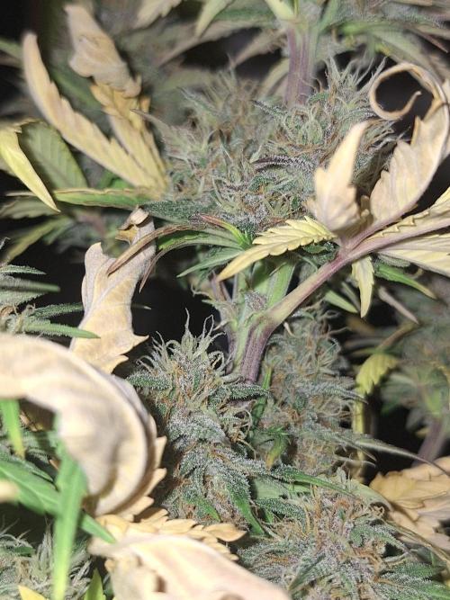 BPP #test 2️⃣. Week 8 - 23 nov