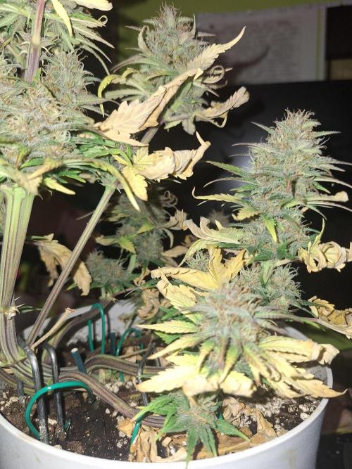 BPP #test 2️⃣. Week 8 - 23 nov