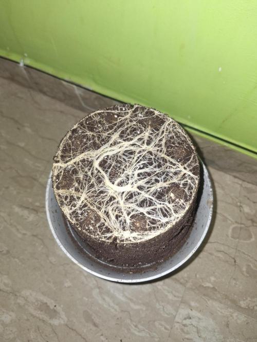 BPP #test 2️⃣. Week 9